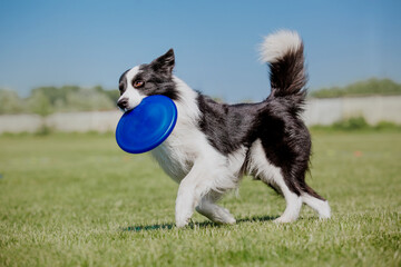 Border collie dog catches a flying disc. Dog sport. Active dog. Dog competition - obrazy, fototapety, plakaty
