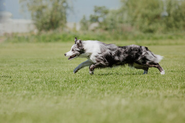 Border collie dog catches a flying disc. Dog sport. Active dog. Dog competition