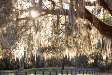 A southern Georgia outdoor fence with the sun streaming through the old oak tree with hanging...