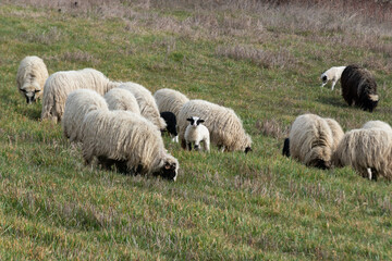 Flock of sheep with lambs grazing grass on hillside in spring, domestic animals in pasture with...
