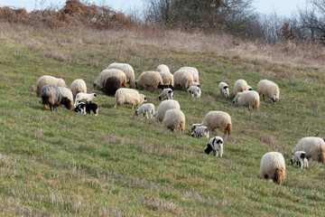 Obraz premium Flock of sheep with lambs grazing grass on hillside in spring, domestic animals in pasture with offspring