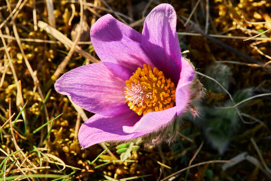 Dream-grass is the most beautiful spring flower. Pulsatilla plant blooms in early spring in the forest. Mountain Pasqueflower (Pulsatilla montana) flower close-up. 