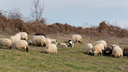 Fototapeta premium Flock of sheep with lambs grazing grass on hillside in spring, domestic animals in pasture with offspring