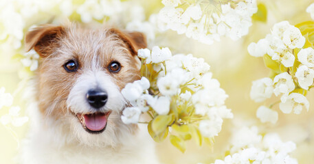 Smiling happy healthy pet dog puppy panting in white flowers. Spring, summer banner.
