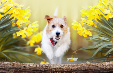 Happy playful pet dog puppy running in the flowers. Puppy trick, agility training in spring or...