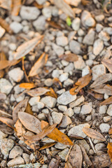 a background of pebbles and leaves and dirt along the ground