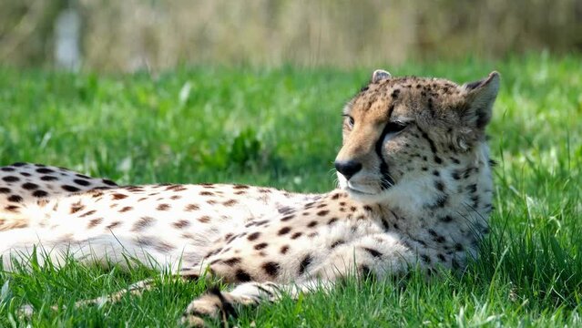 Close up cheetah resting layed on the grass, wild life