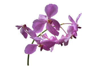 Isolated Phalaenopsis Orchids with clipping paths.