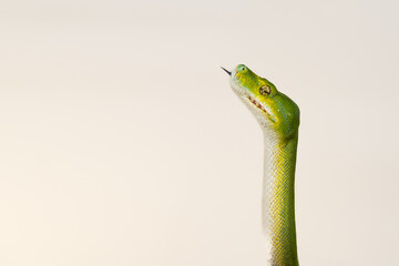 Corallus caninus - green snake coiled into a ball.