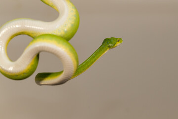 Corallus caninus - green snake coiled into a ball.