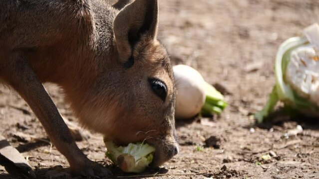 Close up of cute Patagonian Mara eating salad in nature during sunlight (Dolichotis patagonum)