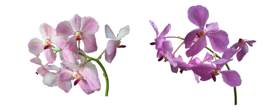 Isolated Phalaenopsis Orchids with clipping paths.