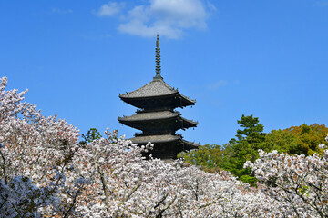 京都市世界遺産仁和寺の五重塔と御室桜01