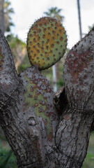 lichen on a cactus tree