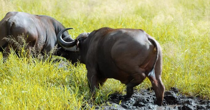 Herd African buffalos enjoying mud holes on the savannah, wet season. Big five