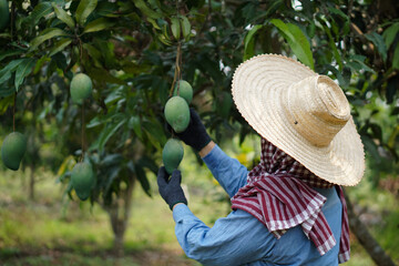 Side view of gardener works  at mango tree garden, checks quality of mango fruits in her organic...