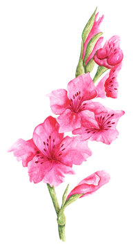 Purple gladiolus watercolor illustration. Blooming garden. Watercolor gladiolus. Flora, botany, plant. Summer flower. Bud, petals, leaves. Illustration isolated. For printing on postcards, stickers