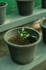 Sprout of a tropical plant in a greenhouse in the Maldives. Hydroponics