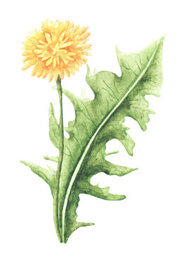 Yellow dandelion watercolor illustration. Blooming garden. Watercolor dandelion. Flora, botany, plant. Summer flower. Bud, petals, leaves. Illustration isolated. For printing on postcards, stickers