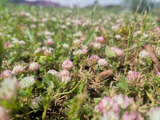 Closeup of Beautiful Flowers During a Sunny Day