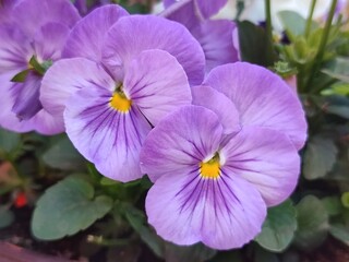 purple flowers in the garden