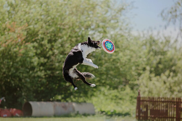 Border collie dog catches a flying disc. Dog sport. Active dog. Dog competition - obrazy, fototapety, plakaty