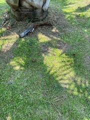 Palm tree shadow and green lawn.  Relax and comfort.