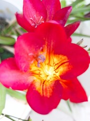 Fototapeta na wymiar Beautiful Red Flowers in a Sunny Day