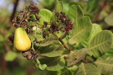 Obraz premium cashew nuts on a tree