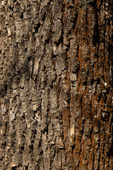 Macro shot of old tree bark texture and background, organic and natural pattern wallpaper. High quality photo