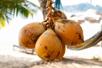 Colorful tender coconuts (Cocos nucifera) for sale in a roadside shop