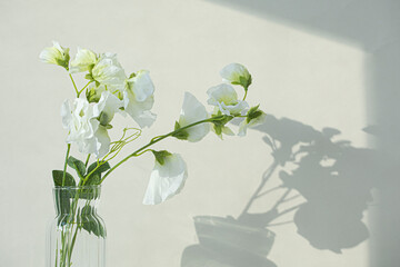 Small Glass Vase of White Sweet Pea Flowers isolated on white background.