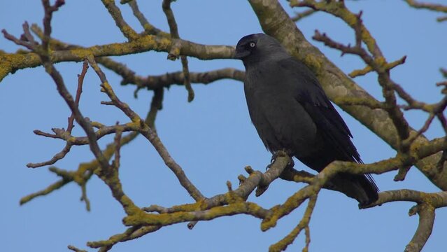 Jackdaw on a branch