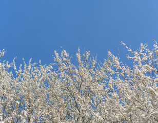 Trees blooming with white flowers against a blue sky.