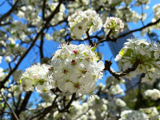 Callery Pear (Pyrus calleryana) tree with beautiful white flowers in the spring