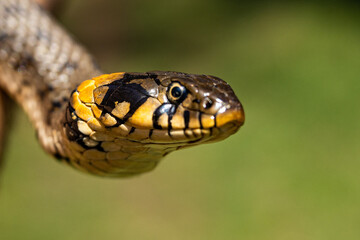 Common grass non-venomous snake on a grass field in the sun. Snakes black tongue is out. Macro shot of a snake. High quality photo