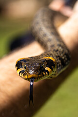 Common grass non-venomous snake on a grass field in the sun. Snakes black tongue is out. Macro shot of a snake. High quality photo