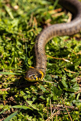 Common grass non-venomous snake on a grass field in the sun. Snakes black tongue is out. Macro shot of a snake. High quality photo