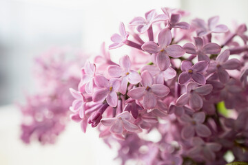 Fototapeta na wymiar Fresh lilac bouquet. Beautiful lilac flowers bouquet background