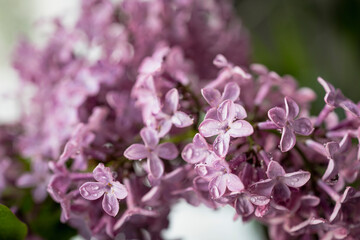 Fresh lilac bouquet. Beautiful lilac flowers bouquet background