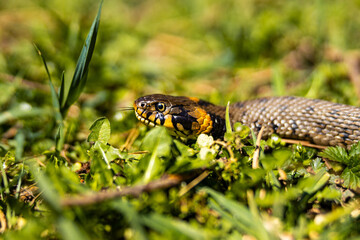 Common grass non-venomous snake on a grass field in the sun. Snakes black tongue is out. Macro shot of a snake. High quality photo