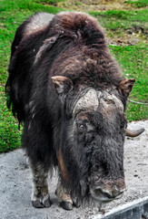 Musk-ox in its enclosure. Latin name - Ovibos moschatus	