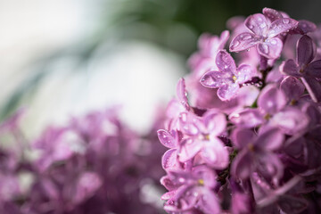 Obraz na płótnie Canvas Fresh lilac bouquet. Beautiful lilac flowers bouquet background