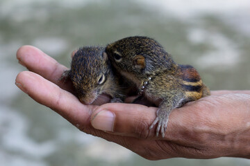 Baby small squirrel in hand of men in thailand.