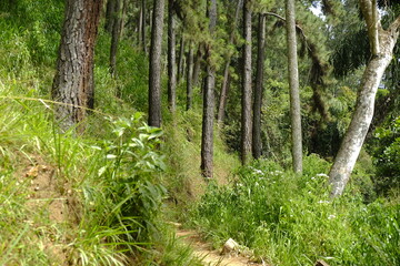 tropical rainforest. tall trees and grass