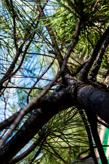 la copa desde el suelo