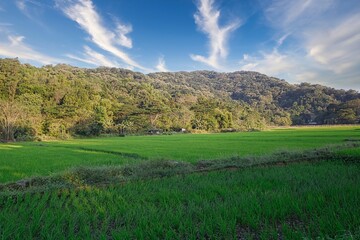 Fototapeta premium field and blue sky