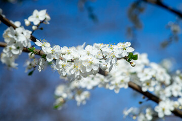 Blooming Mirabelle Plum Tree with White Beautiful Flowers