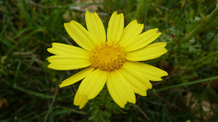 Piante e fiori selvatici