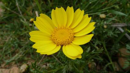 Piante e fiori selvatici